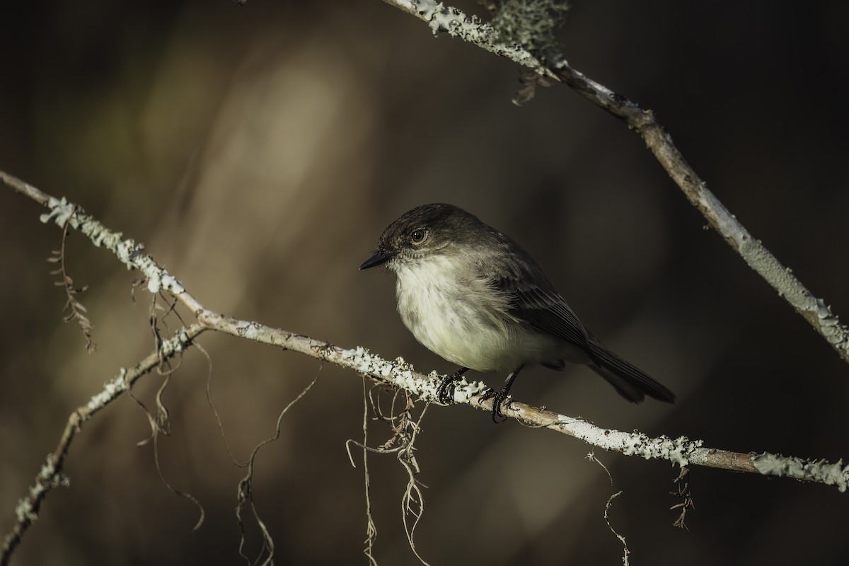 Eastern Phoebe - ML613328745