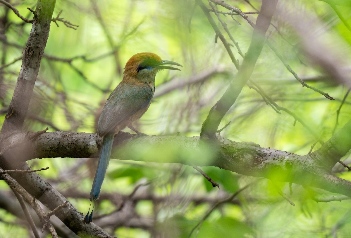 Russet-crowned Motmot - Forest Botial-Jarvis