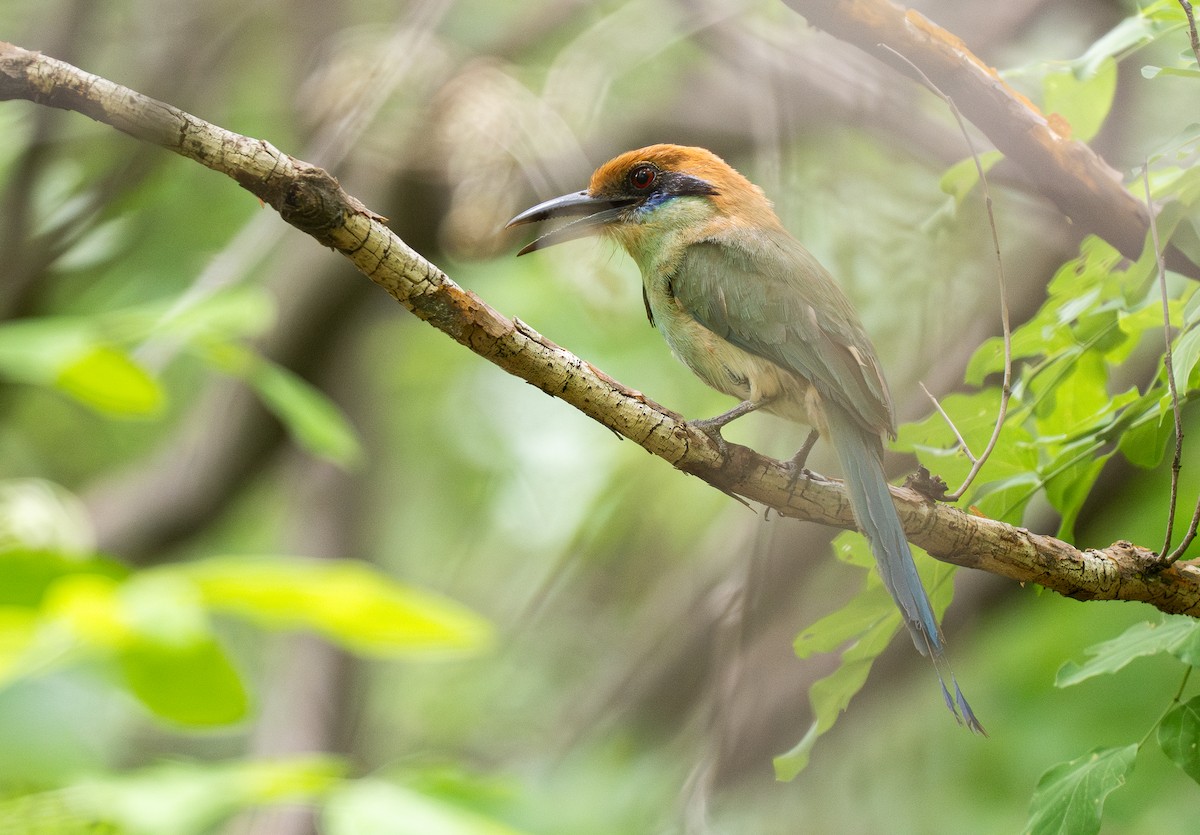 Motmot à tête rousse - ML613328751