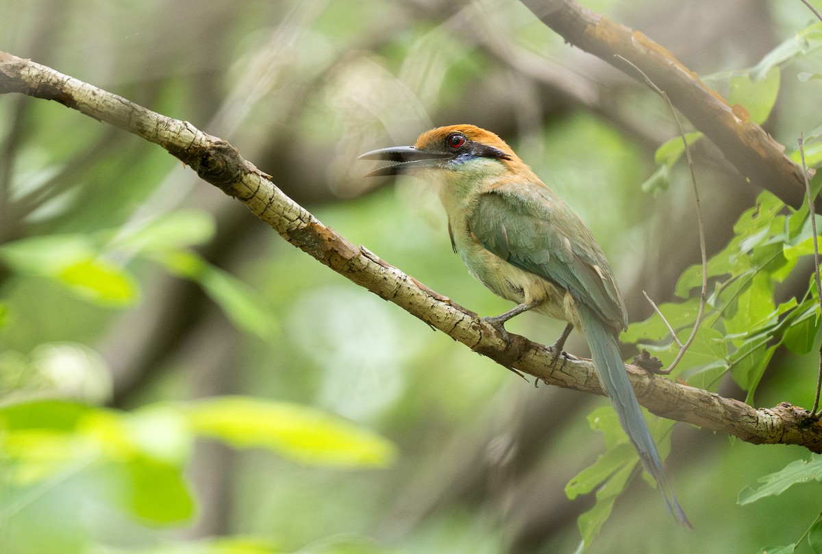 Russet-crowned Motmot - ML613328752