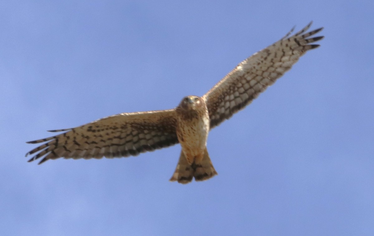 Northern Harrier - ML613328788