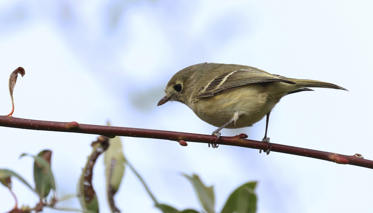 Hutton's Vireo (Pacific) - ML613328791