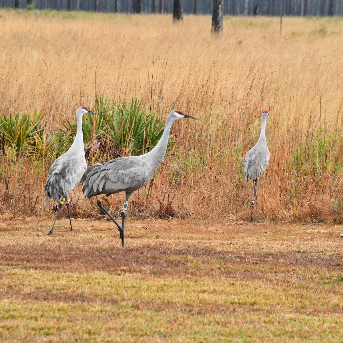 Sandhill Crane (pulla) - brian waitkus