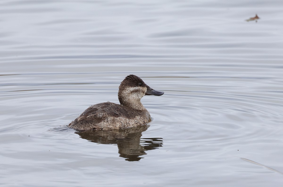 Ruddy Duck - ML613328805