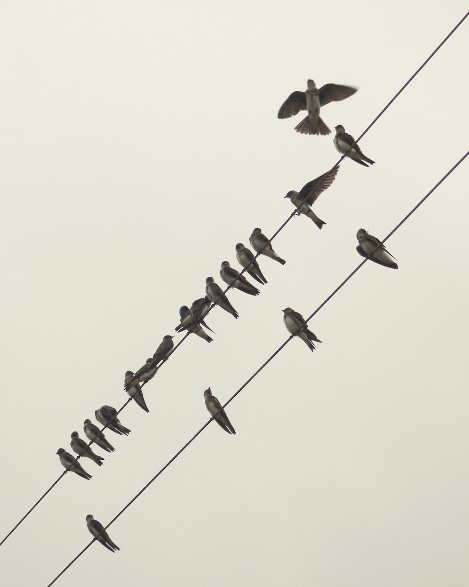 Brown-chested Martin (fusca) - Guillermo Andreo