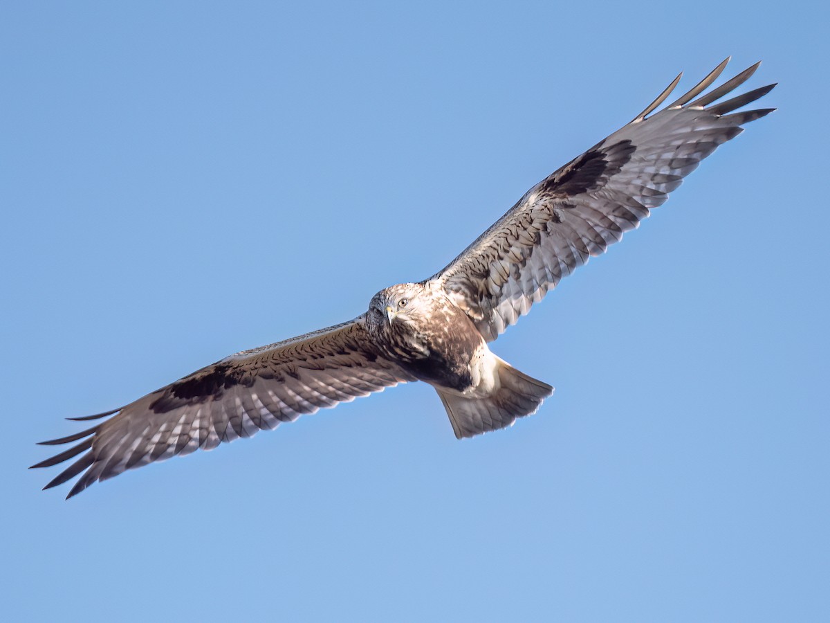 Rough-legged Hawk - ML613328825