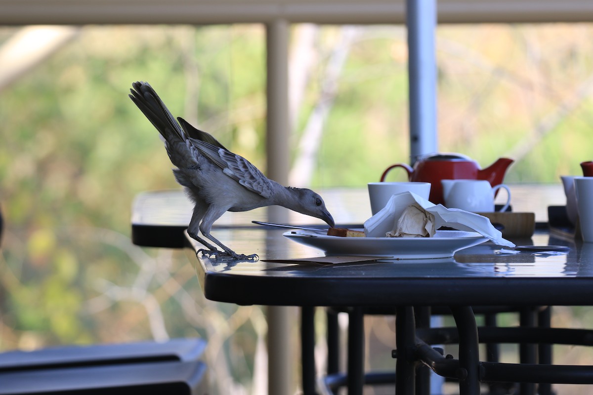 Great Bowerbird - Brett Whitfield