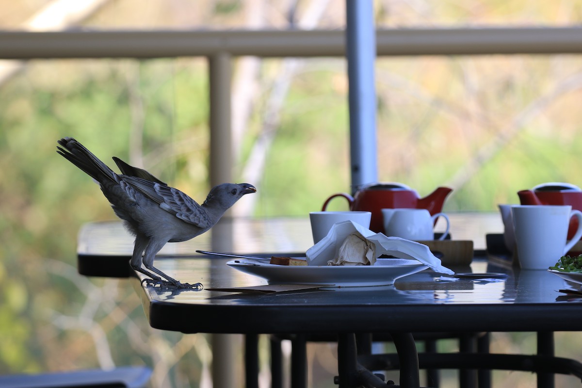 Great Bowerbird - Brett Whitfield