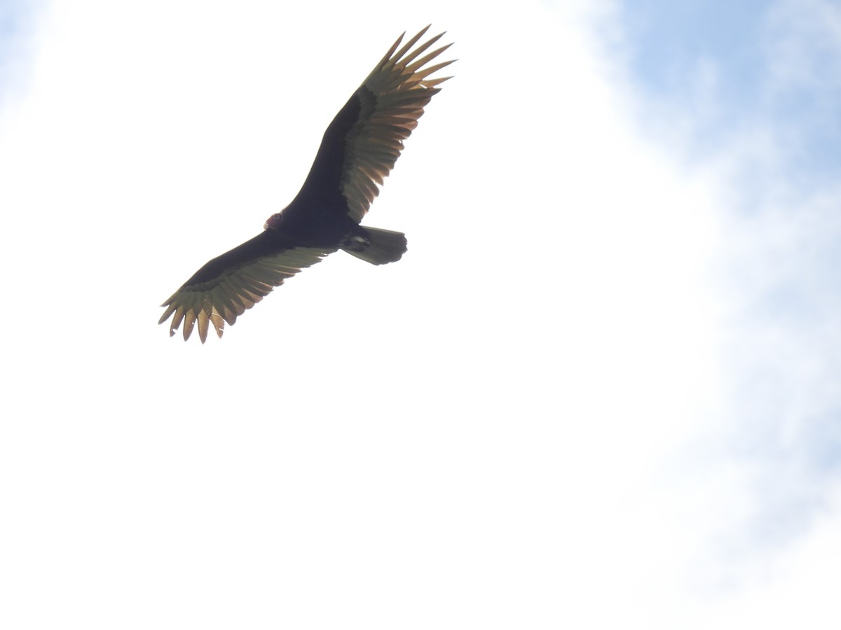 Turkey Vulture - ML613328915