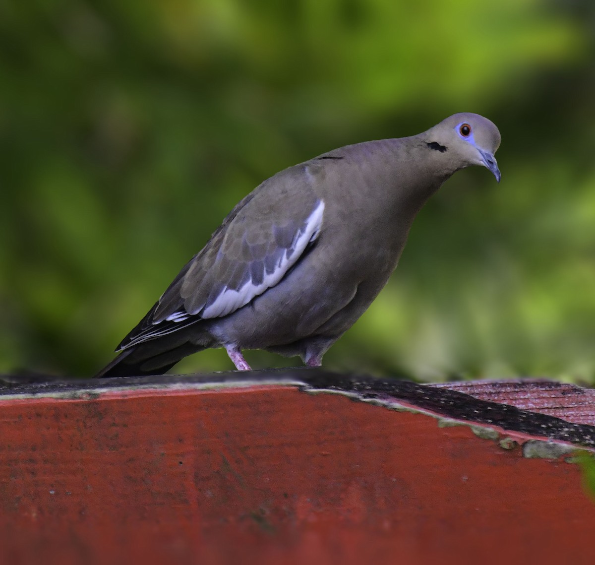 White-winged Dove - ML613328979