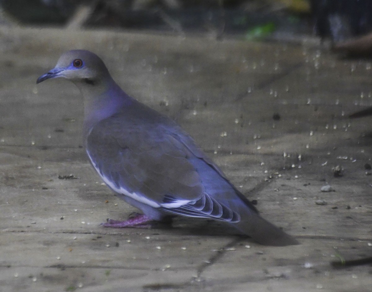 White-winged Dove - ML613328980