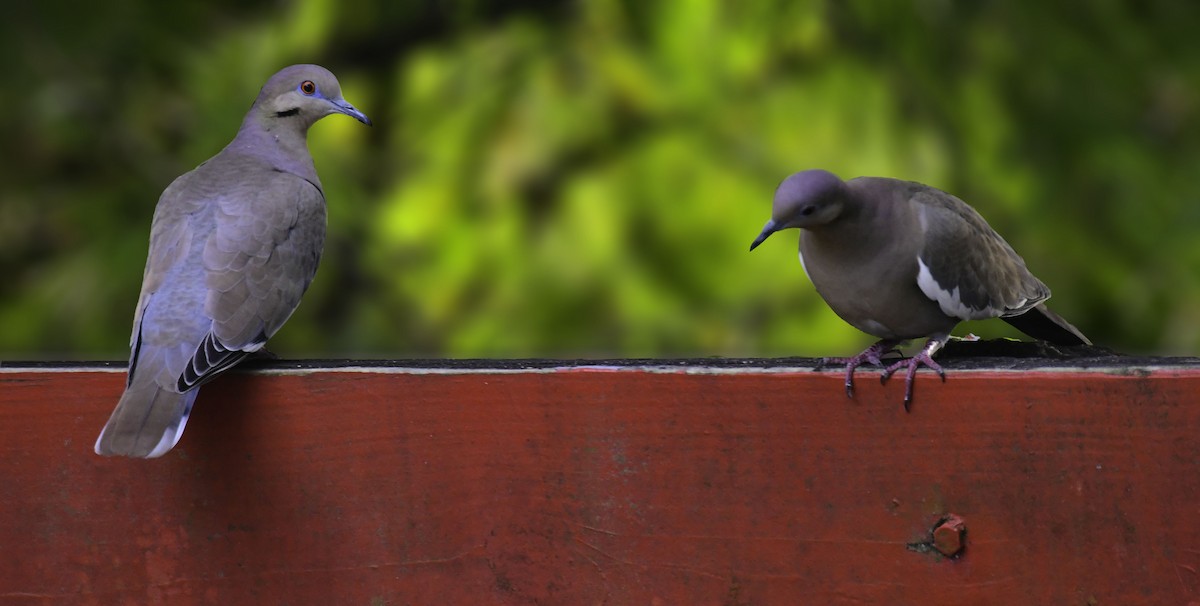 White-winged Dove - ML613328981