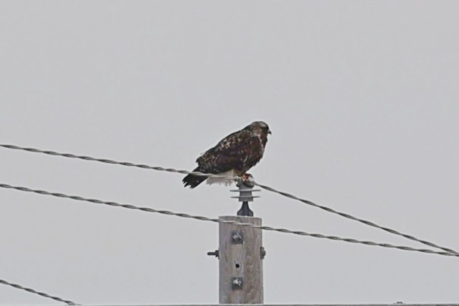 Rough-legged Hawk - Anonymous