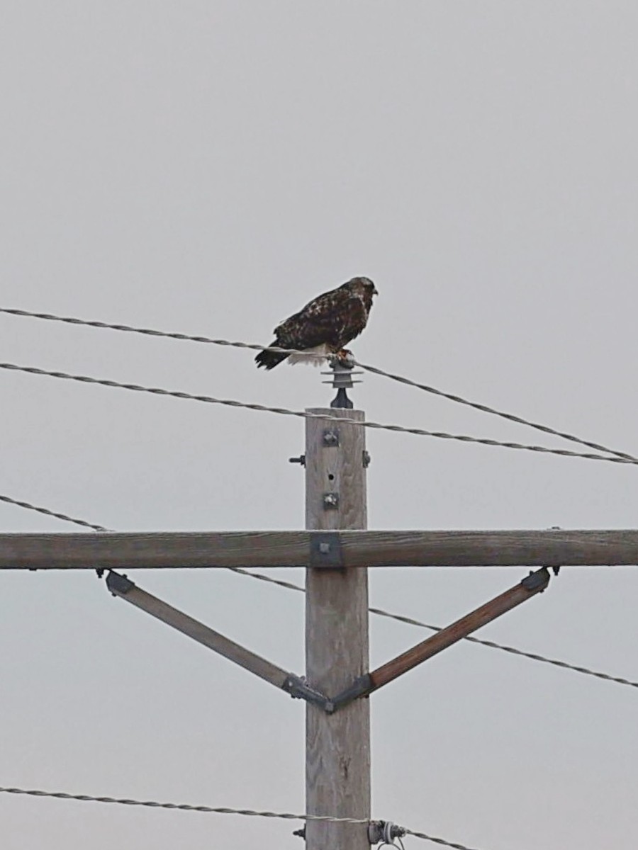 Rough-legged Hawk - Rita Flohr