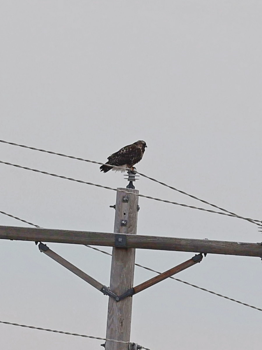 Rough-legged Hawk - Anonymous