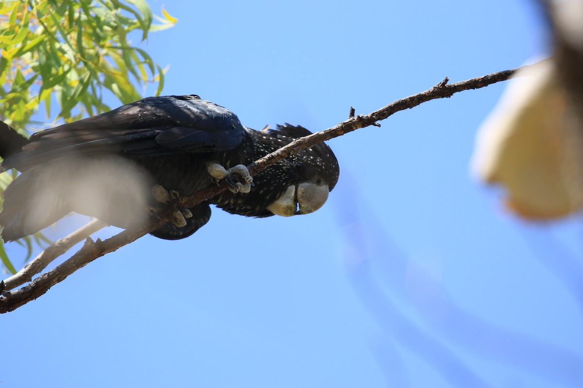 Red-tailed Black-Cockatoo - ML613329038