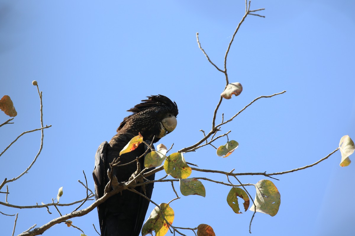 Red-tailed Black-Cockatoo - Brett Whitfield