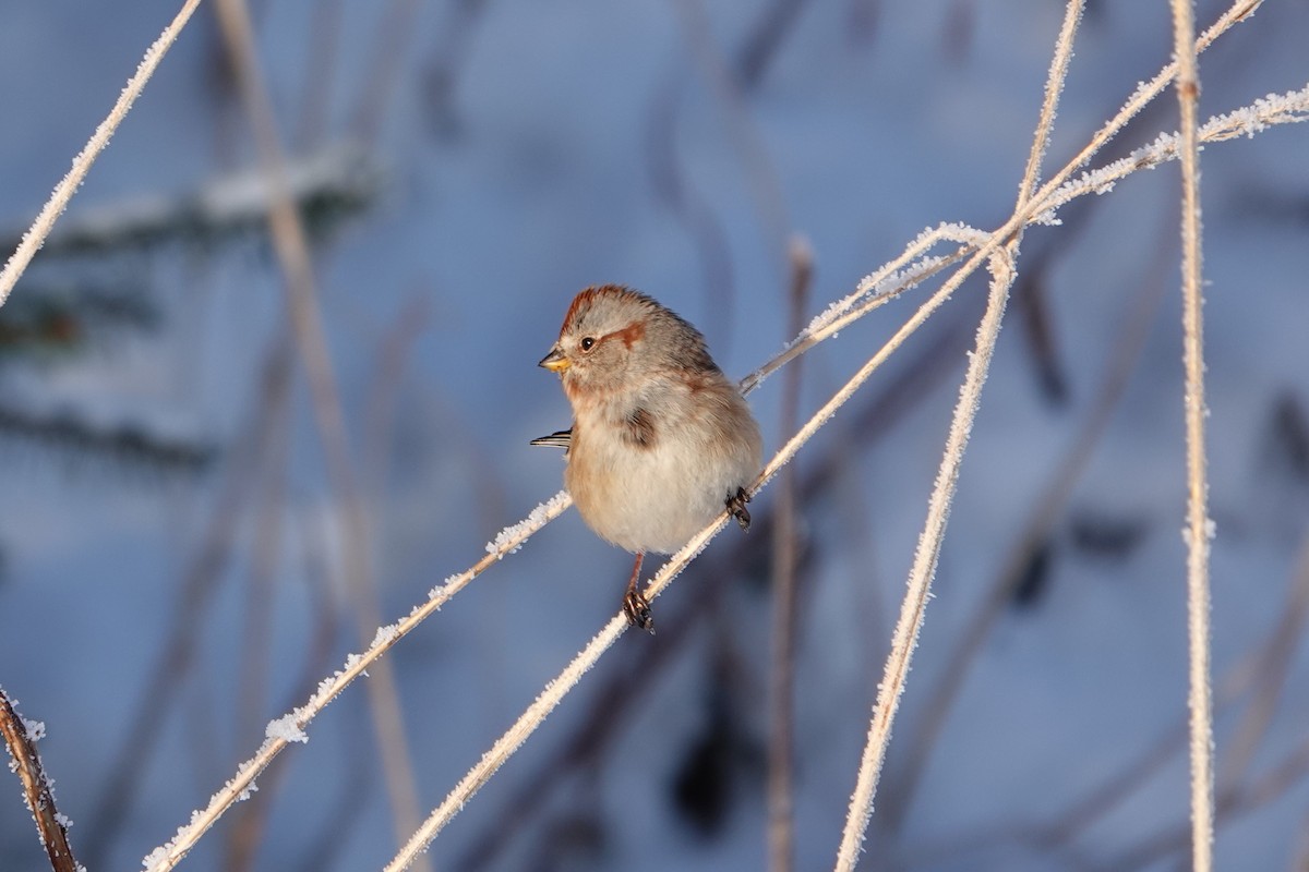 American Tree Sparrow - Patty Rose