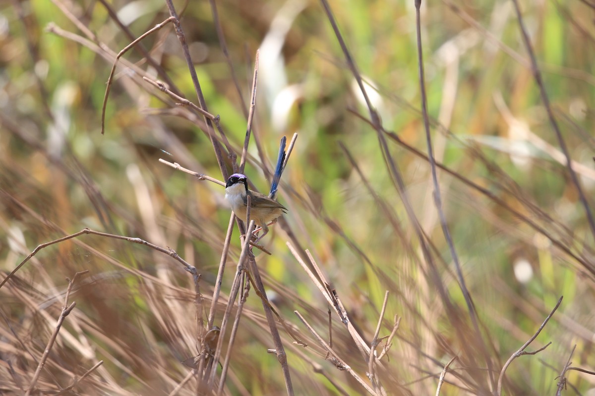 Purple-crowned Fairywren - ML613329134