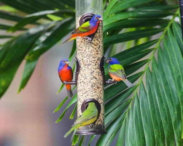 Painted Bunting - ML613329142
