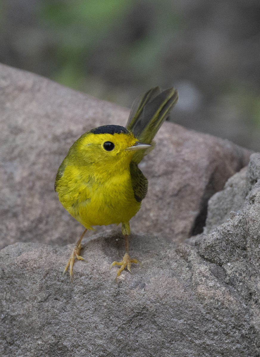 Wilson's Warbler - ML613329151