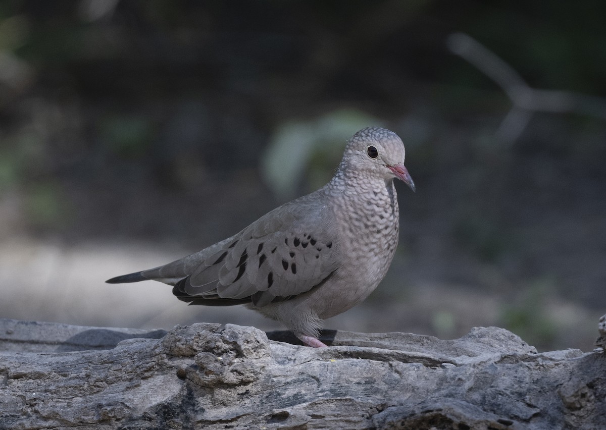 Common Ground Dove - ML613329163