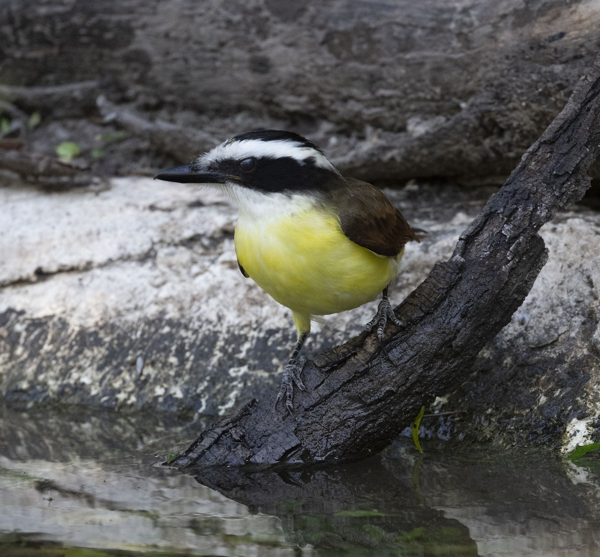 Great Kiskadee - ML613329186