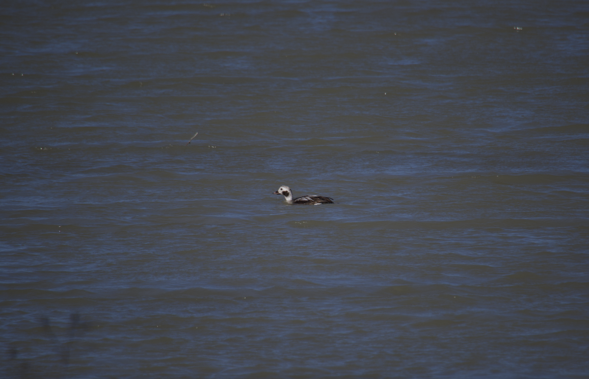 Long-tailed Duck - ML613329200