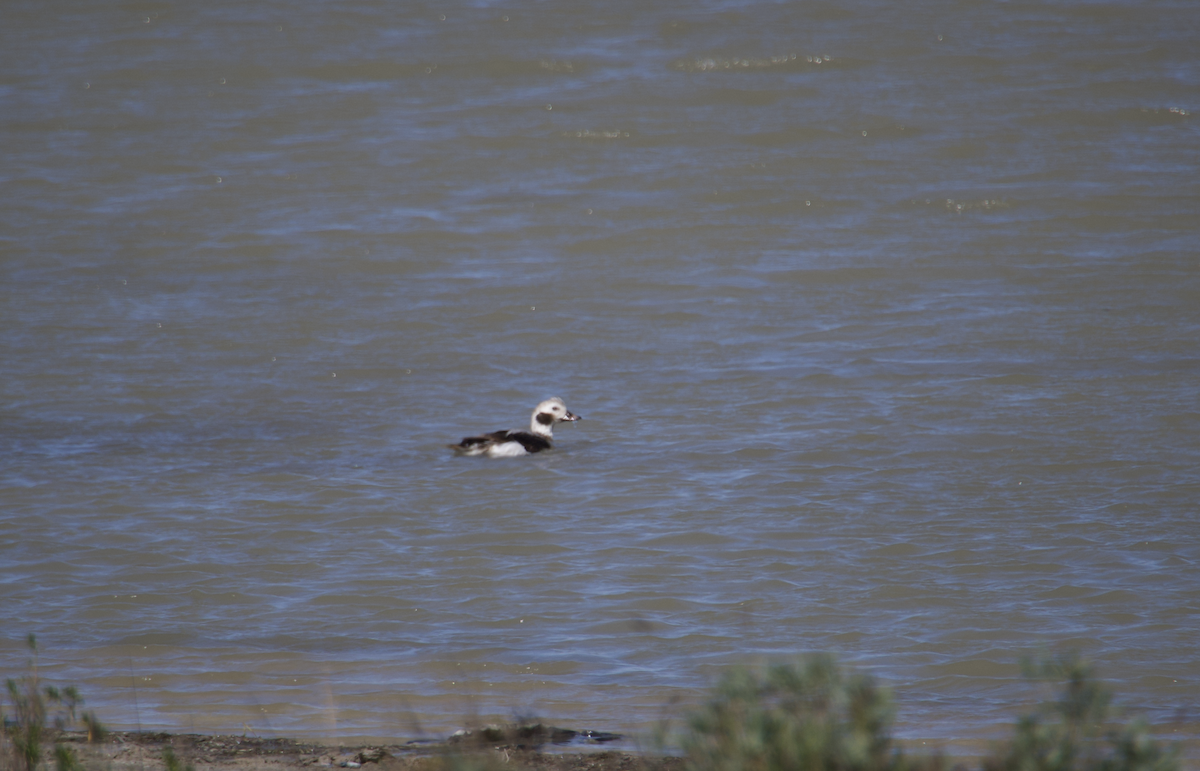 Long-tailed Duck - ML613329201