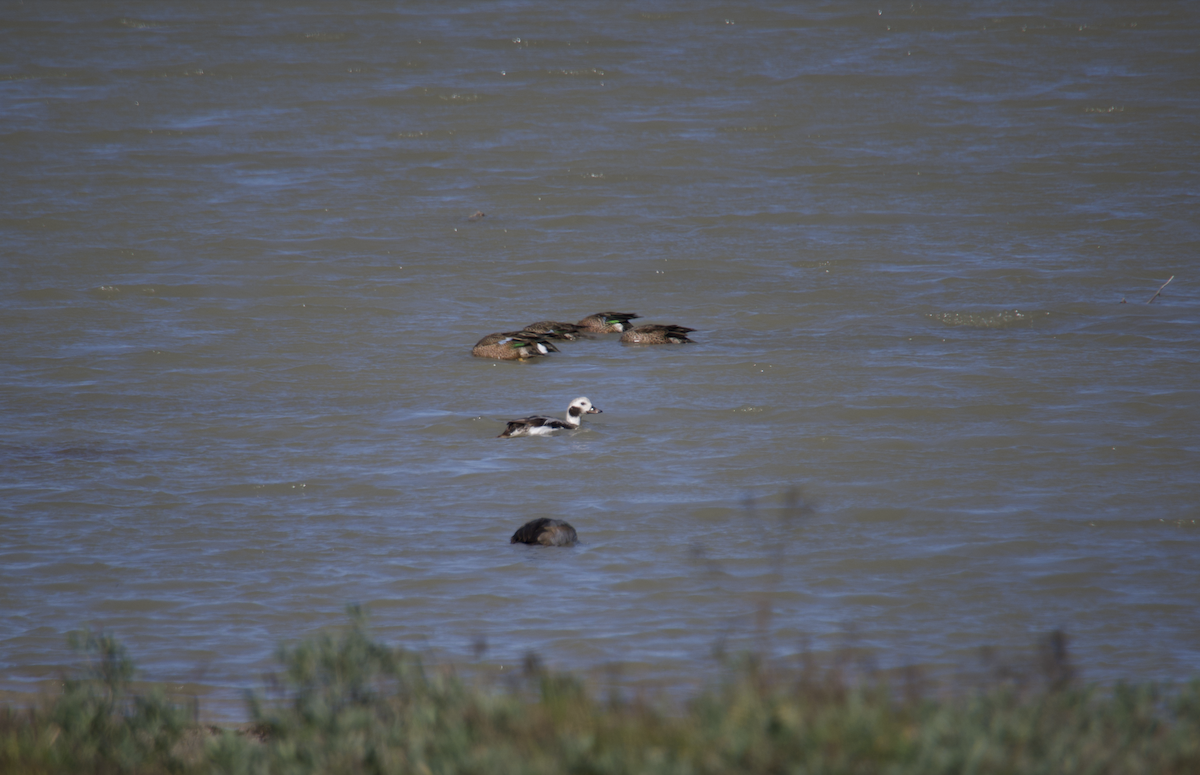 Long-tailed Duck - ML613329202