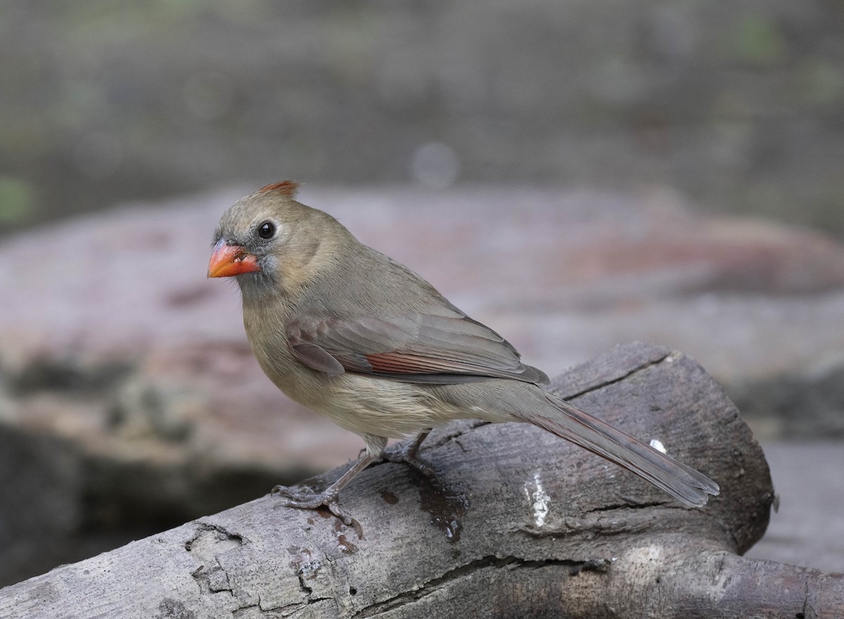 Northern Cardinal - ML613329205