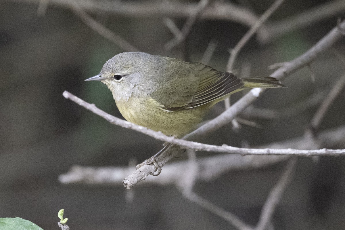 Orange-crowned Warbler - ML613329219