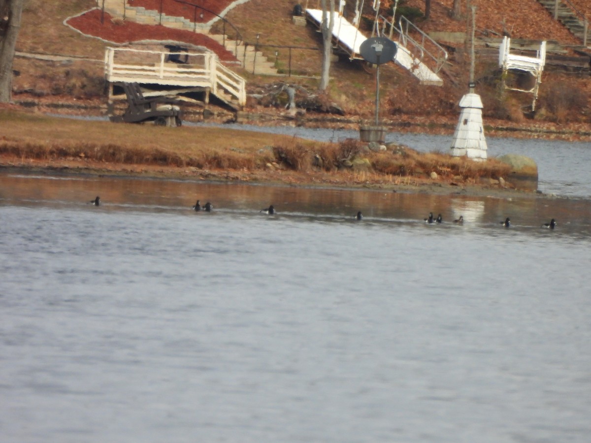 Ring-necked Duck - ML613329238