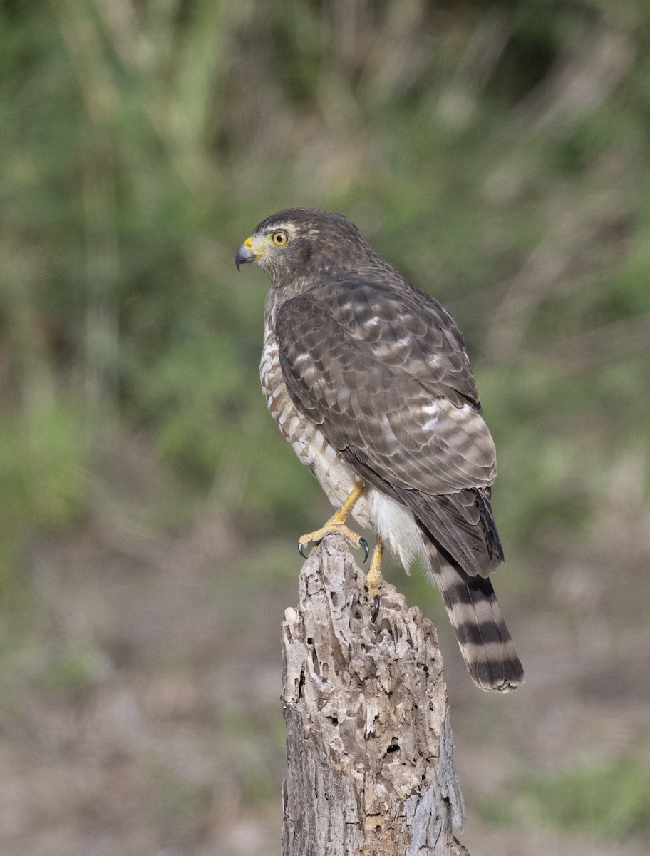 Roadside Hawk - ML613329247