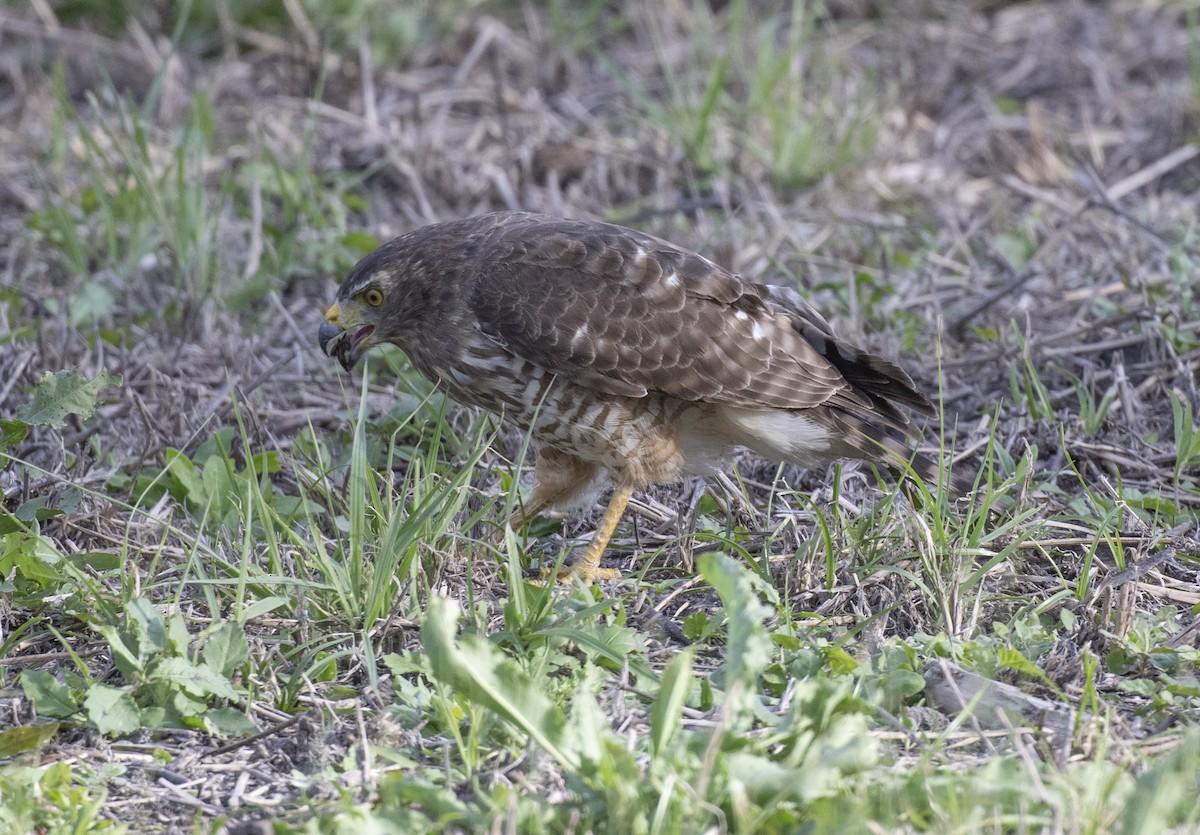 Roadside Hawk - ML613329249