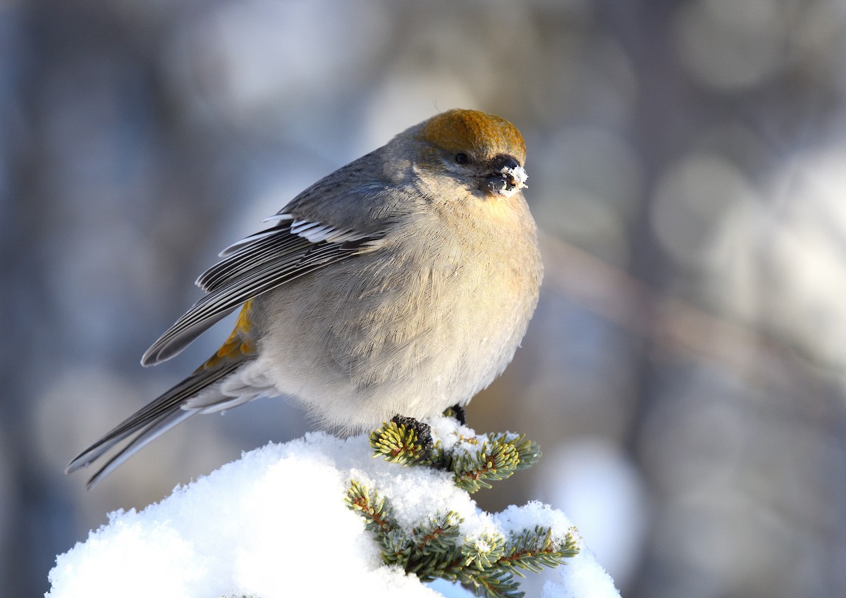 Pine Grosbeak - Timothy Piranian