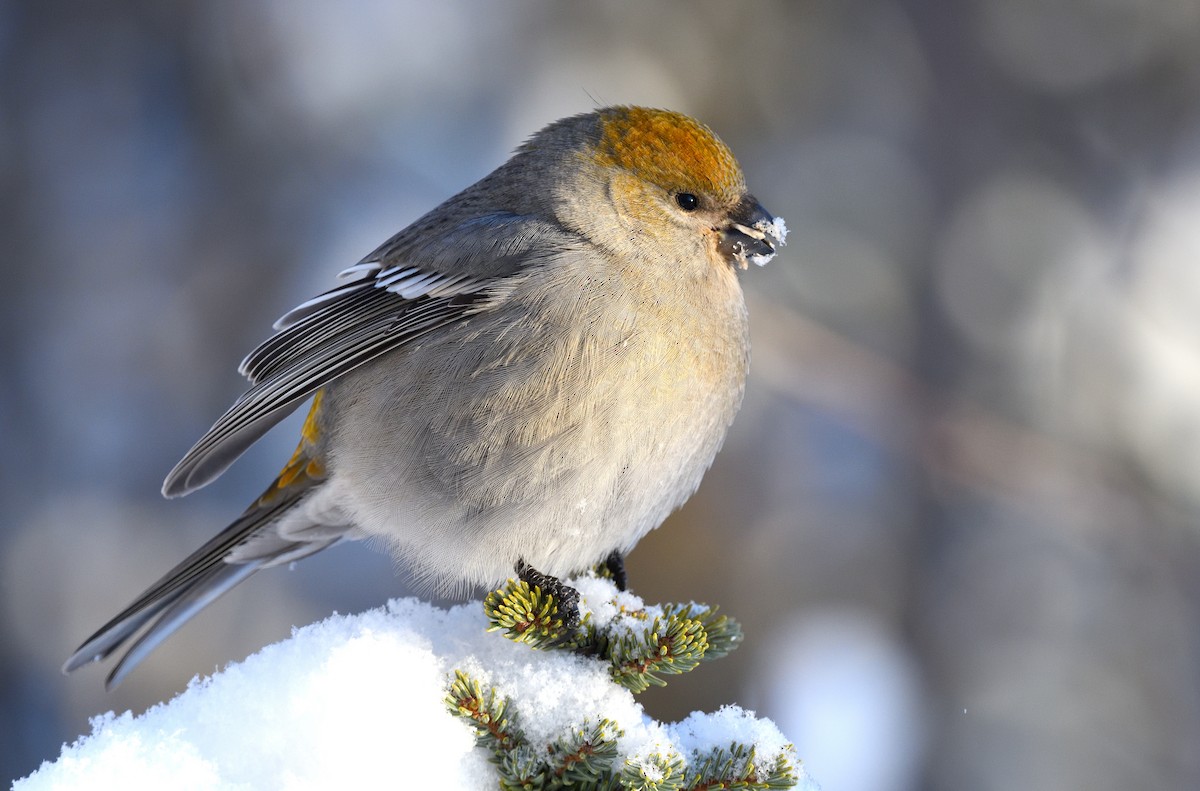 Pine Grosbeak - Timothy Piranian