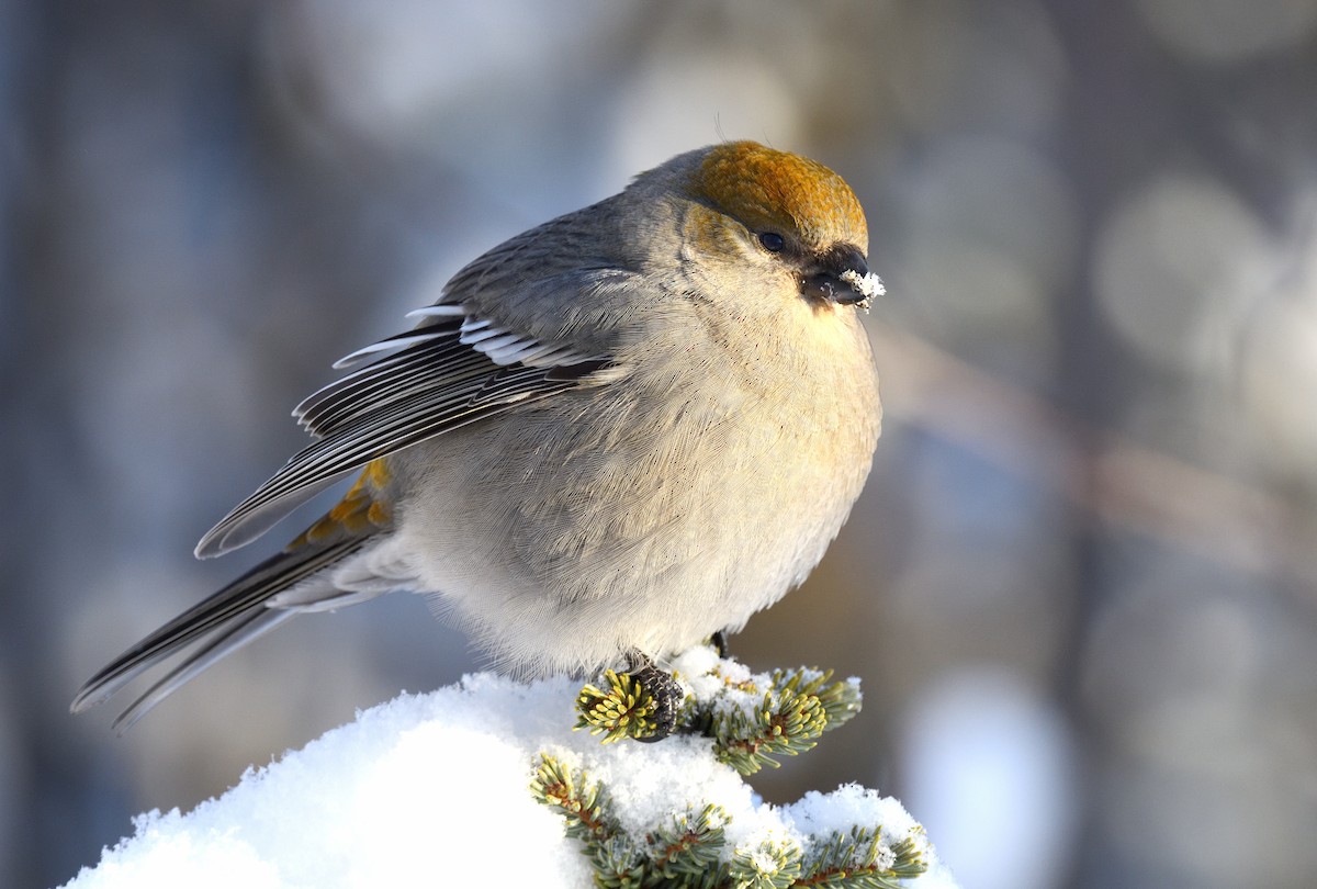 Pine Grosbeak - Timothy Piranian