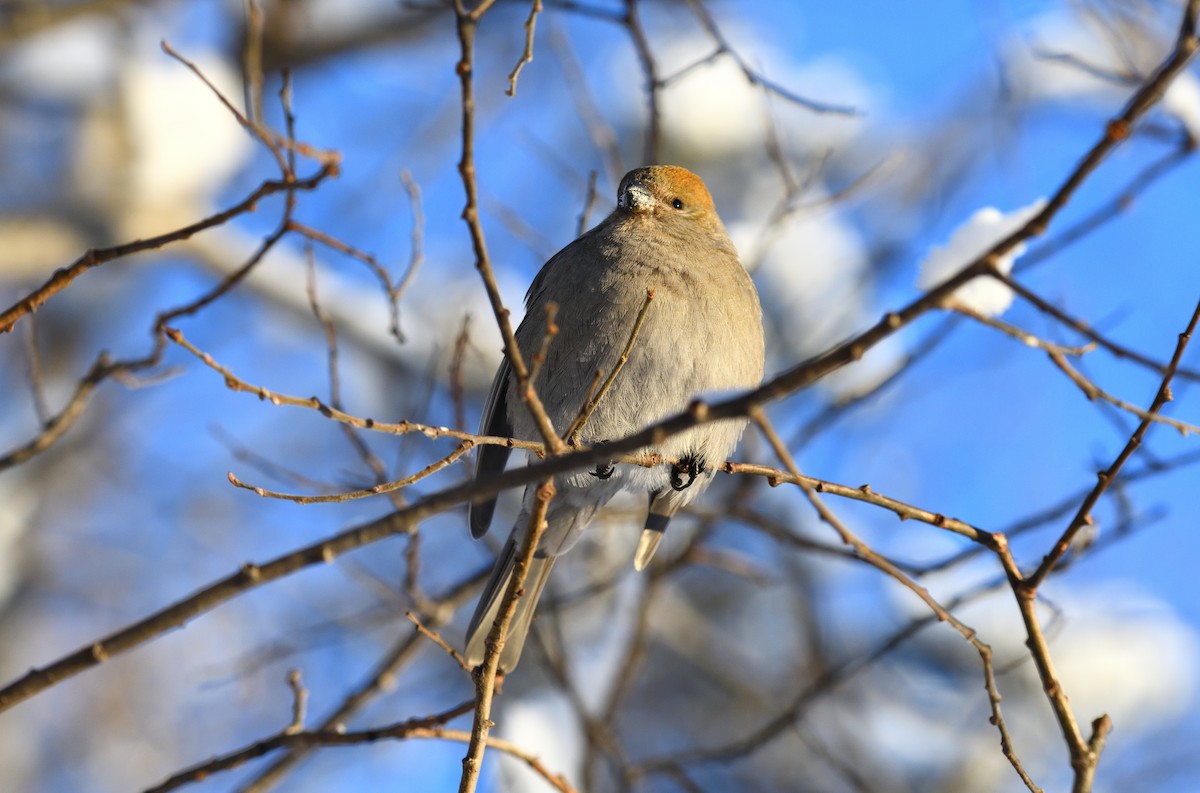 Pine Grosbeak - Timothy Piranian