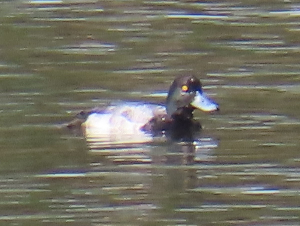 Greater Scaup - ML613329268