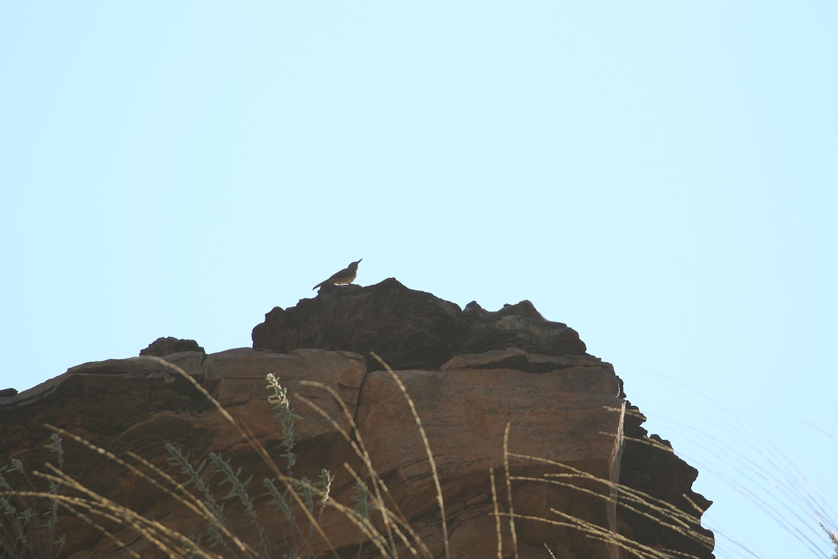 Sandstone Shrikethrush - ML613329271