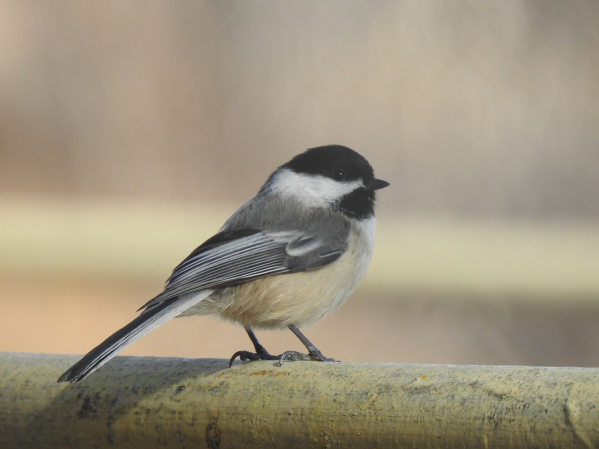 Black-capped Chickadee - ML613329287