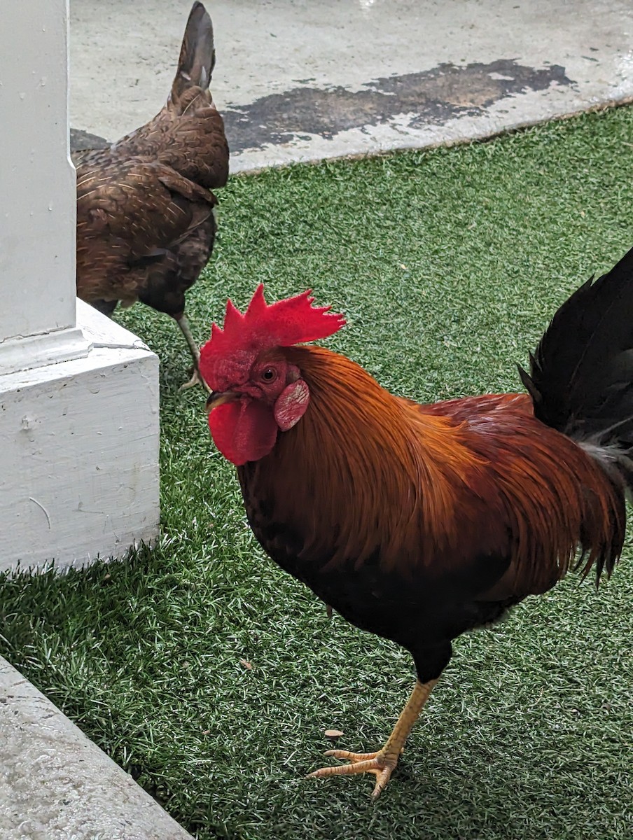 Red Junglefowl - ML613329293