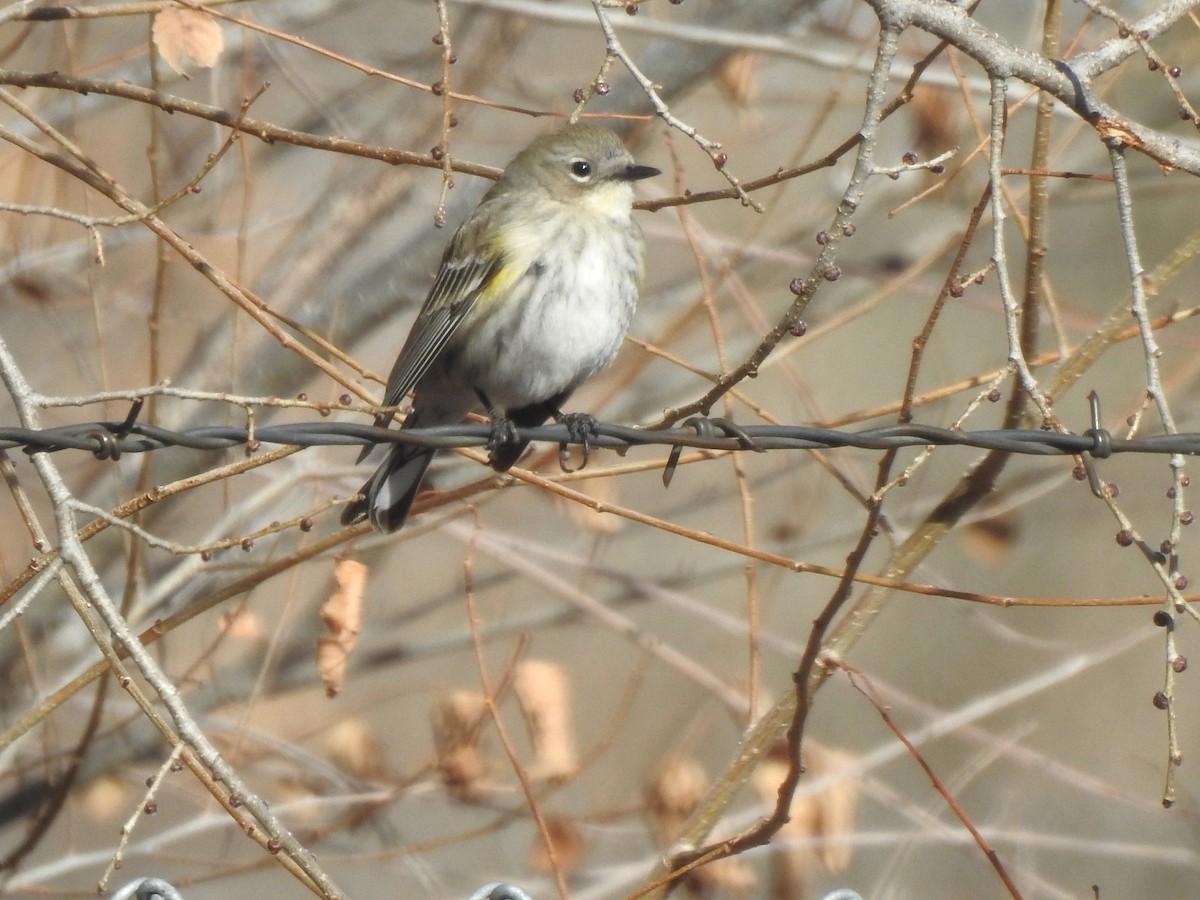Yellow-rumped Warbler - ML613329295