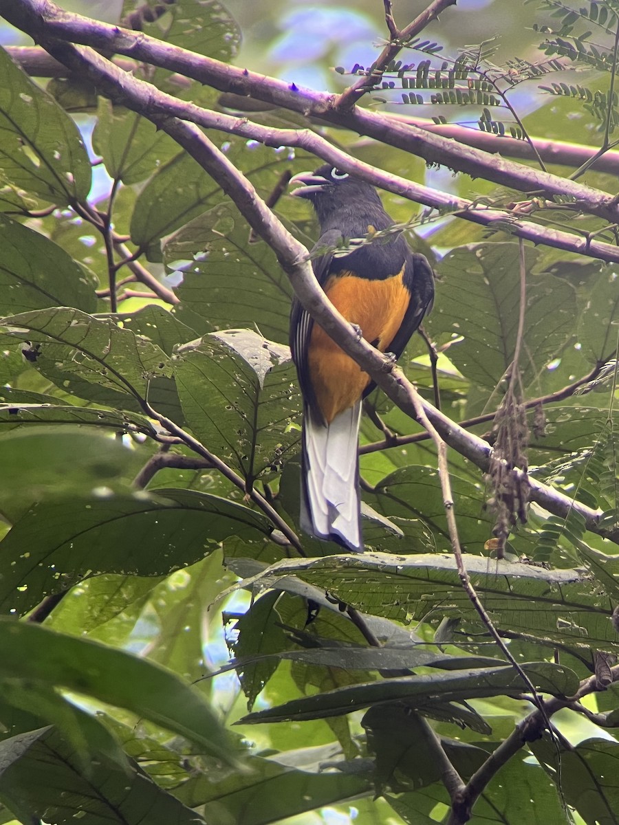 White-tailed Trogon - ML613329364