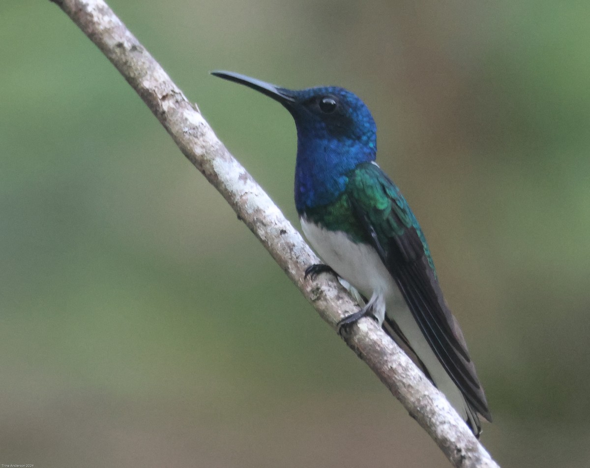 White-necked Jacobin - ML613329519