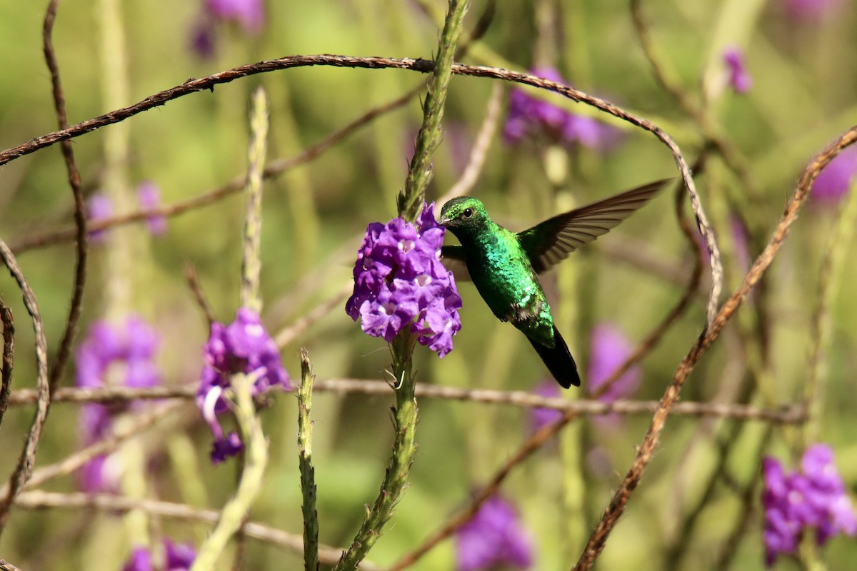 kolibřík zahradní - ML613329547