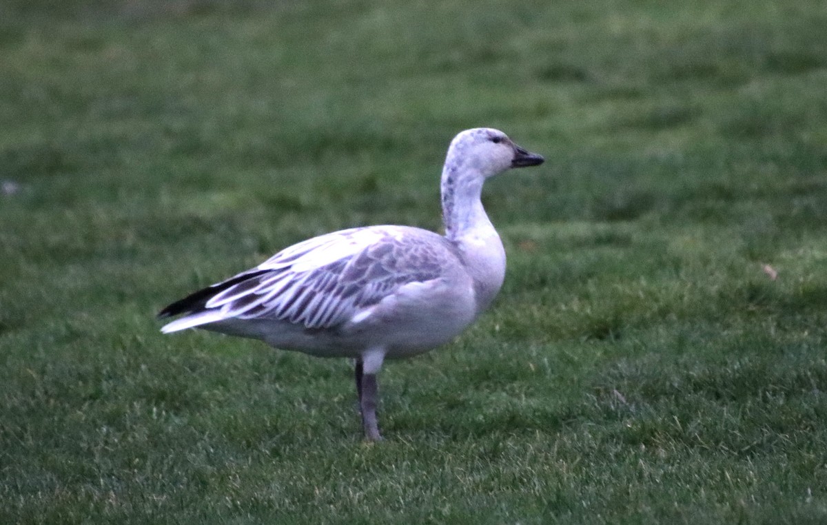 Snow Goose - Dianne Murray