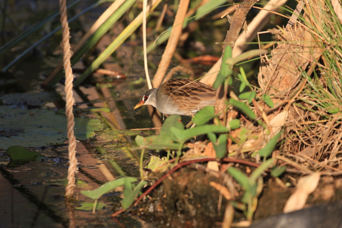 White-browed Crake - Brett Whitfield