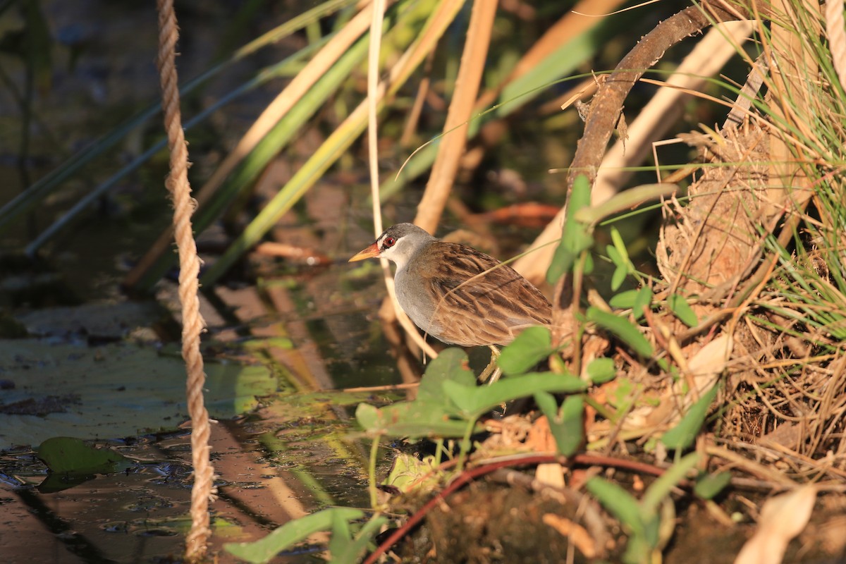 White-browed Crake - Brett Whitfield